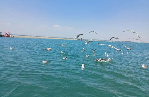 Le Grau-Du-Roi Boat Rental | Atypique
