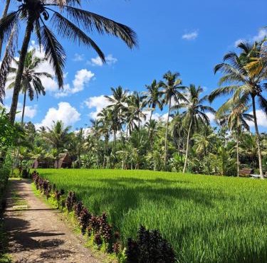 tarotours accommodations - we manage different guesthouses in taro village in Penginyahan