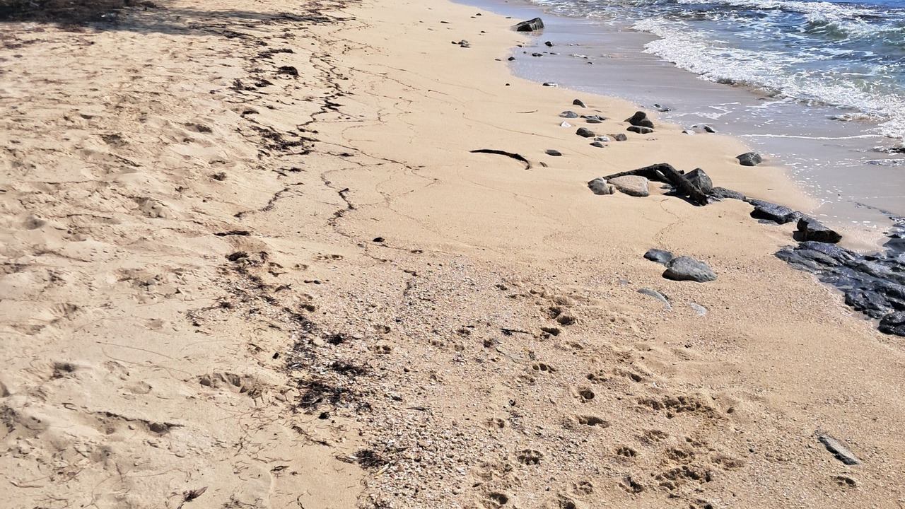 Photo of Others in South Bimini