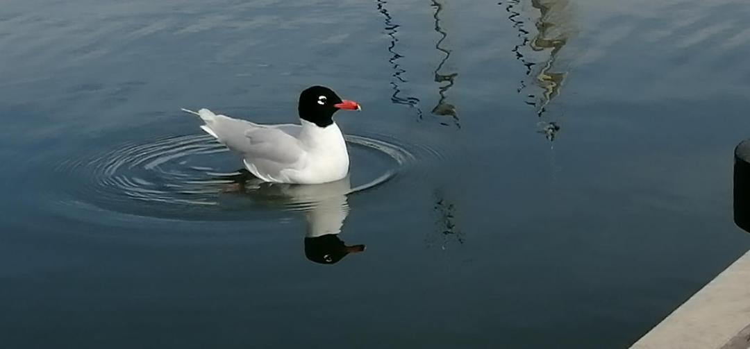 Photo of Others in Parque das Nacoes